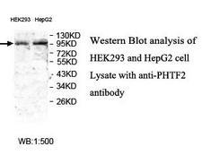 PHTF2 Antibody