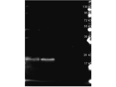 Phycoerythrin, B- Antibody - Rabbit anti B-Phycoerythrin antibody was used to detect B-Phycoerythrin under reducing (R) conditions. Reduced samples of purified Phycoerythrin contained 4% BME and were boiled for 5 minutes. Samples of ~1ug of protein per lane were run by SDS-PAGE. Protein was transferred to nitrocellulose and probed with 1:1000 dilution of anti B-Phycoerythrin antibody and detection was using Dylight 649 conjugated Donkey anti rabbit and