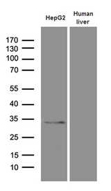 PHYHD1 Antibody - Western blot analysis of extracts. (35ug) from Hepg2 cell line and human liver tissue lysate by using anti-PHYHD1 monoclonal antibody. (1:500)