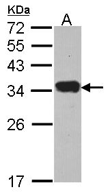 PI15 Antibody - Sample (30 ug of whole cell lysate). A: Hela. 12% SDS PAGE. Protease Inhibitor 15 antibody. PI15 antibody diluted at 1:1000.