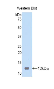 PI3 / Elafin Antibody - Western blot of recombinant PI3. This image was taken for the unconjugated form of this product. Other forms have not been tested.