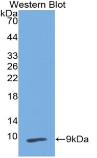 PI3 / Elafin Antibody - Western blot of recombinant PI3 / Elafin.