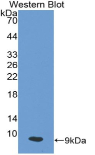 PI3 / Elafin Antibody - Western blot of recombinant PI3.  This image was taken for the unconjugated form of this product. Other forms have not been tested.