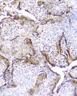 PI3 / Elafin Antibody - IHC analysis of Elafin using anti-Elafin antibody. Elafin was detected in paraffin-embedded section of human tonsil tissue . Heat mediated antigen retrieval was performed in citrate buffer (pH6, epitope retrieval solution) for 20 mins. The tissue section was blocked with 10% goat serum. The tissue section was then incubated with 2µg/ml mouse anti-Elafin antibody overnight at 4°C. Biotinylated goat anti-mouse IgG was used as secondary antibody and incubated for 30 minutes at 37°C. The tissue section was developed using Strepavidin-Biotin-Complex (SABC)(Catalog # SA1021) with DAB as the chromogen.