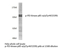 PI3-Kinase p85 Alpha+Beta Antibody - Western blot of p-PI3 kinase p85-/(Tyr467/199) pAb in extracts from HeLa cells.