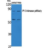 PI3K Alpha+Gamma Antibody - Western blot of PI 3-kinase p85alpha/gamma antibody
