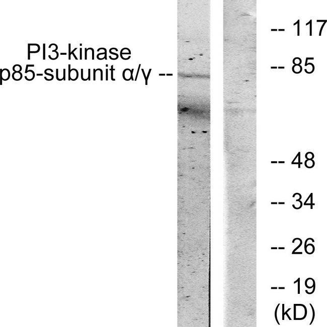 PI3K Alpha+Gamma Antibody - Western blot analysis of lysates from COS7 cells, treated with H2O2 100uM 30', using PI3-kinase p85-alpha/gamma Antibody. The lane on the right is blocked with the synthesized peptide.