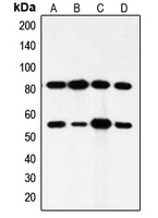 PI3K Alpha+Gamma Antibody - Western blot analysis of PI3K p85 alpha/p55 gamma expression in HeLa (A); mouse brain (B); rat brain (C); rat muscle (D) whole cell lysates.