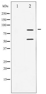 PI3K Alpha+Gamma Antibody - Western blot of PI3-kinase p85- alpha/ gamma phosphorylation expression in H2O2 treated COS7 whole cell lysates,The lane on the left is treated with the antigen-specific peptide.