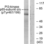 PI3K Alpha+Gamma Antibody - Western blot analysis of lysates from COS7 cells treated with H2O2 100uM 30', using PI3-kinase p85-alpha/gamma (Phospho-Tyr467/199) Antibody. The lane on the right is blocked with the phospho peptide.