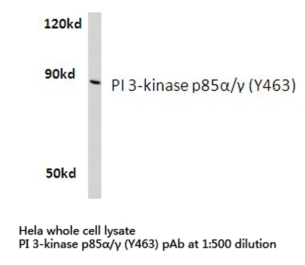 PI3K Alpha+Gamma Antibody - Western blot of PI 3-kinase p85/ (Y463) pAb in extracts from HeLa cells.