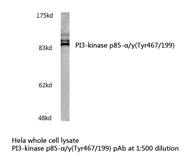 PI3K Alpha+Gamma Antibody - Western blot of PI3-kinase p85-/(Tyr467/199) pAb in extracts from HeLa cells.
