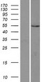 PI4K2A / PI4KII Protein - Western validation with an anti-DDK antibody * L: Control HEK293 lysate R: Over-expression lysate