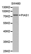 PIAS1 Antibody - Western blot blot of extracts of SW480 cell line, using PIAS1 antibody.