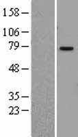 PIAS1 Protein - Western validation with an anti-DDK antibody * L: Control HEK293 lysate R: Over-expression lysate