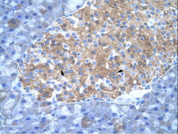 PIAS2 / PIASX Antibody - Mouse Pancreas.  This image was taken for the unconjugated form of this product. Other forms have not been tested.