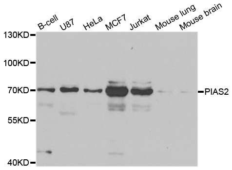 PIAS2 / PIASX Antibody - Western blot analysis of extracts of various cell lines.
