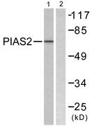 PIAS2 / PIASX Antibody - Western blot analysis of extracts from COS7 cells, using PIAS2 antibody.