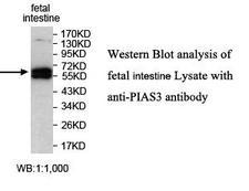 PIAS3 Antibody