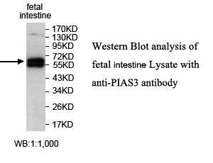 PIAS3 Antibody