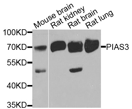 PIAS3 Antibody - Western blot analysis of extracts of various cells.