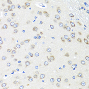 PIAS3 Antibody - Immunohistochemistry of paraffin-embedded rat brain tissue.