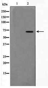 PIAS3 Antibody - Western blot of 293 cell lysate using PIAS3 Antibody
