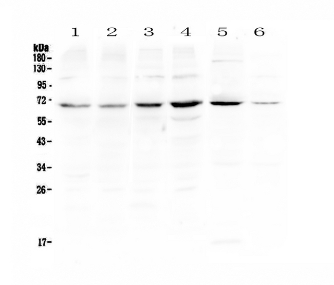PIAS3 Antibody - Western blot - Anti-PIAS3 Picoband antibody