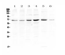 PIAS3 Antibody - Western blot - Anti-PIAS3 Picoband antibody