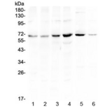 PIAS3 Antibody - Western blot testing of human 1) HeLa, 2) U-87 MG, 3) COLO320, 4) HepG2, 5) rat brain and 6) mouse NIH3T3 lysate with PIAS3 antibody at 0.5ug/ml. Predicted molecular weight ~68 kDa.
