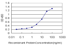 PIBF1 / PIBF Antibody - Detection limit for recombinant GST tagged C13orf24 is approximately 0.03 ng/ml as a capture antibody.