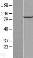 PIBF1 / PIBF Protein - Western validation with an anti-DDK antibody * L: Control HEK293 lysate R: Over-expression lysate