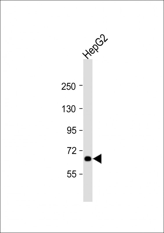 PICALM / CALM Antibody - Anti-PICALM Antibody (C-Term) at 1:2000 dilution + HepG2 whole cell lysate Lysates/proteins at 20 ug per lane. Secondary Goat Anti-Rabbit IgG, (H+L), Peroxidase conjugated at 1:10000 dilution. Predicted band size: 71 kDa. Blocking/Dilution buffer: 5% NFDM/TBST.