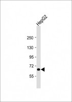 PICALM / CALM Antibody - Anti-PICALM Antibody (C-Term) at 1:2000 dilution + HepG2 whole cell lysate Lysates/proteins at 20 ug per lane. Secondary Goat Anti-Rabbit IgG, (H+L), Peroxidase conjugated at 1:10000 dilution. Predicted band size: 71 kDa. Blocking/Dilution buffer: 5% NFDM/TBST.