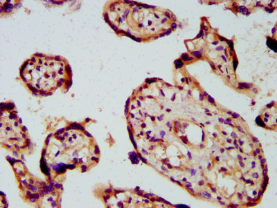 PICALM / CALM Antibody - Immunohistochemistry image at a dilution of 1:600 and staining in paraffin-embedded human placenta tissue performed on a Leica BondTM system. After dewaxing and hydration, antigen retrieval was mediated by high pressure in a citrate buffer (pH 6.0) . Section was blocked with 10% normal goat serum 30min at RT. Then primary antibody (1% BSA) was incubated at 4 °C overnight. The primary is detected by a biotinylated secondary antibody and visualized using an HRP conjugated SP system.