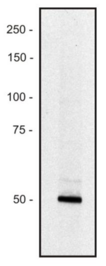 Piccolo Antibody - Western blot of human REH erythroid cell line lysate (1% laurylmaltoside); non-reduced sample, immunostained by  mAb PCLO-01 and goat anti-mouse IgG (H+L)-HRP conjugate. The zone evidently corresponds to a small splice variant of the PCLO protein present in this type of cell (see Uniprot database, Genome Res. 14:2121-2127(2004)); the major form (over 500 kDa) expressed in neurons is too large for analysis by Western blotting.