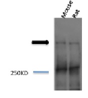 Piccolo Antibody - Western blot analysis of Piccolo in mouse and rat brain lysate, using a 1:1000 dilution of Piccolo antibody.  This image was taken for the unconjugated form of this product. Other forms have not been tested.