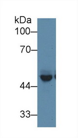 PICK1 Antibody - Western Blot; Sample: Mouse Cerebrum lysate; Primary Ab: 1µg/ml Rabbit Anti-Mouse PICK1 Antibody Second Ab: 0.2µg/mL HRP-Linked Caprine Anti-Rabbit IgG Polyclonal Antibody