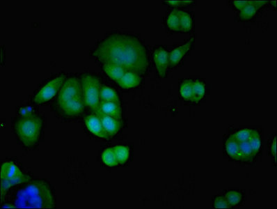 PID1 Antibody - Immunofluorescent analysis of PC-3 cells using PID1 Antibody at dilution of 1:100 and Alexa Fluor 488-congugated AffiniPure Goat Anti-Rabbit IgG(H+L)