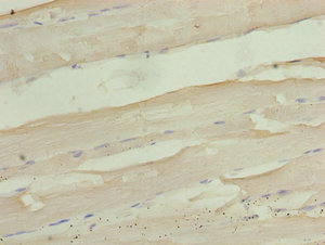 PID1 Antibody - Immunohistochemistry of paraffin-embedded human skeletal muscle tissue using PID1 Antibody at dilution of 1:100