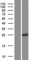 PID1 Protein - Western validation with an anti-DDK antibody * L: Control HEK293 lysate R: Over-expression lysate