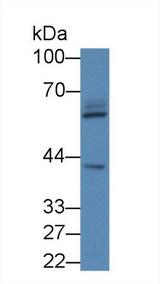PIDD1 Antibody - Western Blot; Sample: Human 293T cell lysate; Primary Ab: 1µg/ml Rabbit Anti-Human LRDD Antibody Second Ab: 0.2µg/mL HRP-Linked Caprine Anti-Rabbit IgG Polyclonal Antibody