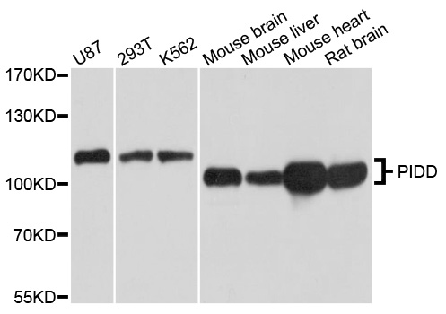 PIDD1 Antibody - Western blot analysis of extracts of HEK-293 cells.