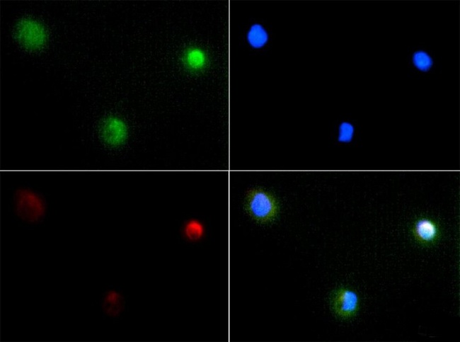PIEZO2 / FAM38B Antibody - Immunocytochemistry/Immunofluorescence: PIEZO2 Antibody - PIEZO2 antibody was tested at 1:100 in A431 cells with FITC (green). Nuclei and alpha-tubulin were counterstained with DAPI (blue) and Dylight 594 (red).  This image was taken for the unconjugated form of this product. Other forms have not been tested.