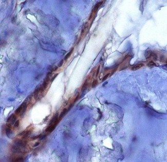 PIEZO2 / FAM38B Antibody - Immunohistochemistry: PIEZO2 Antibody - Analysis of PIEZ02 in mouse epidermis using DAB with hematoxylin counterstain.  This image was taken for the unconjugated form of this product. Other forms have not been tested.