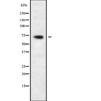 PIF1 Antibody - Western blot analysis of PIF1 using HepG2 whole cells lysates