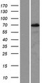 PIF1 Protein - Western validation with an anti-DDK antibody * L: Control HEK293 lysate R: Over-expression lysate