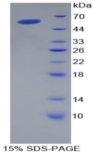 APOA1 / Apolipoprotein A 1 Protein - Recombinant Apolipoprotein A1 By SDS-PAGE