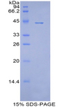 APOA4 Protein - Recombinant Apolipoprotein A4 By SDS-PAGE