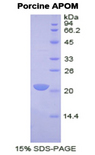 APOM / Apolipoprotein M Protein - Recombinant Apolipoprotein M By SDS-PAGE